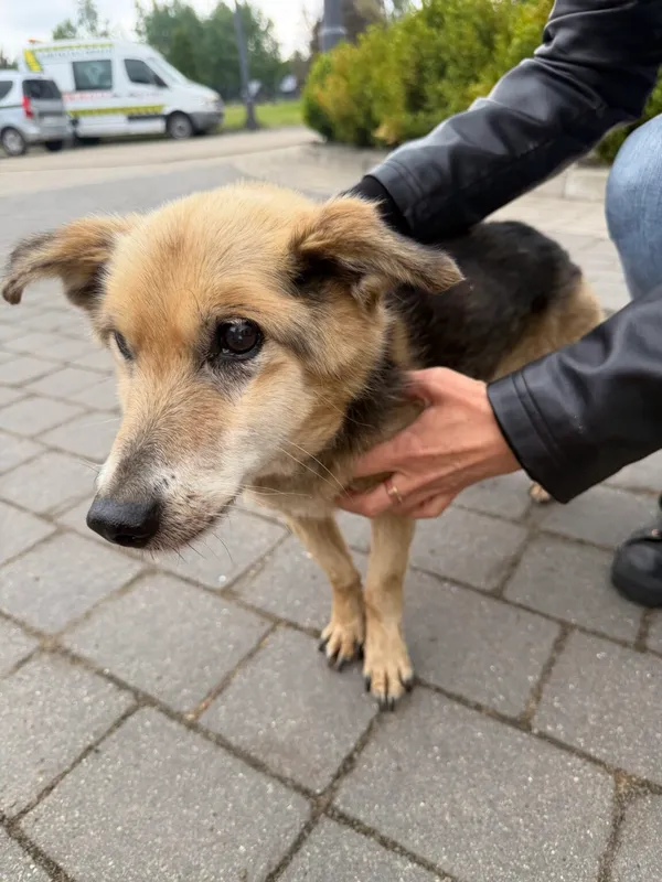 Pies do adopcji, Ciosny, 8 maja 2026
