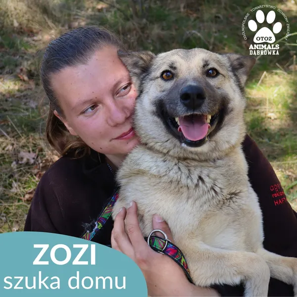 Pies do adopcji, Dąbrówka, 8 maja 2026 (2/4)