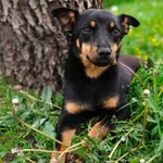 Pies do adopcji