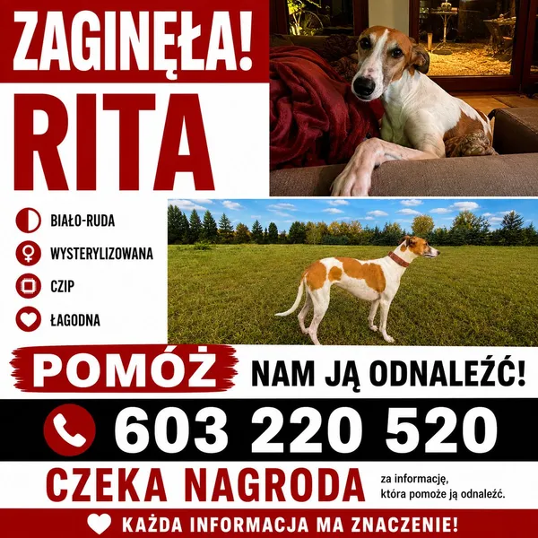 Zaginął pies, Kałuszyn, 10 maja 2026 (1/4)