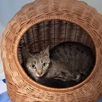 Pies do adopcji