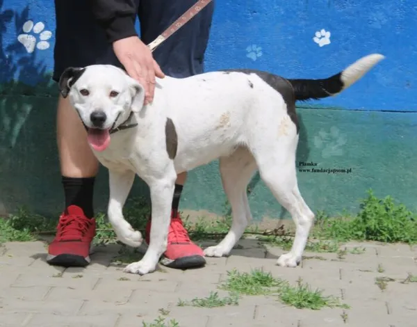 Pies do adopcji, Nowy Dwór Mazowiecki, 9 maja 2026 (3/5)