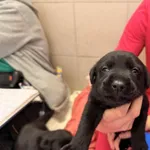 Pies do adopcji
