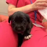 Pies do adopcji