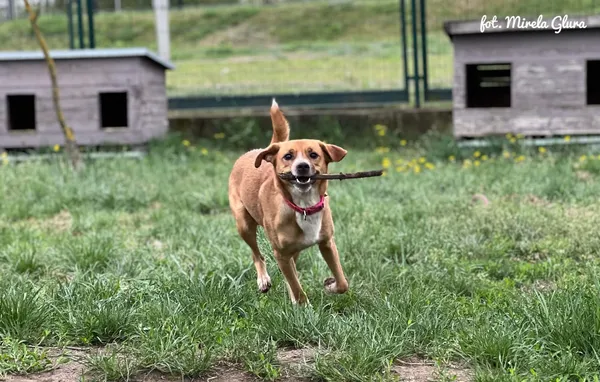 Pies do adopcji, Bydgoszcz, 11 maja 2026 (4/5)