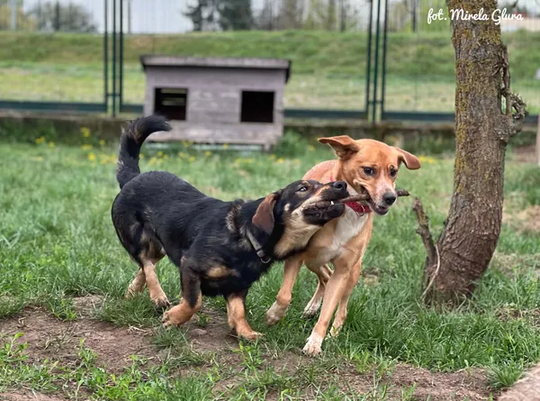 Pies do adopcji, Bydgoszcz, 11 maja 2026 (5/5)