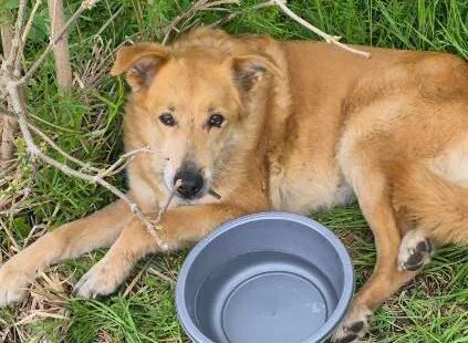 Pies do adopcji, Głowno, 11 maja 2026 (1/4)