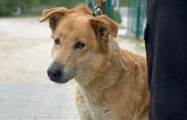 Pies do adopcji, Głowno, 11 maja 2026 (2/4)