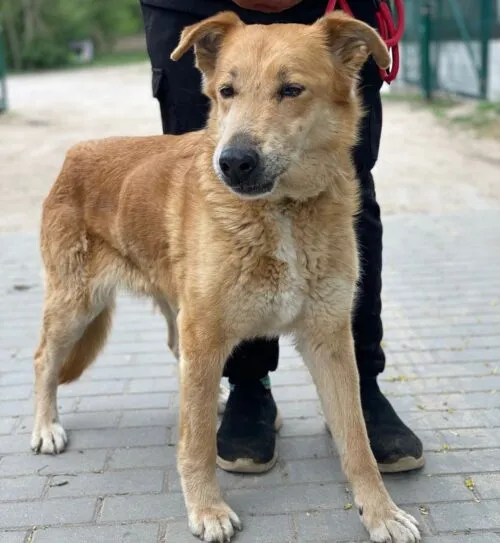 Pies do adopcji, Głowno, 11 maja 2026 (3/4)