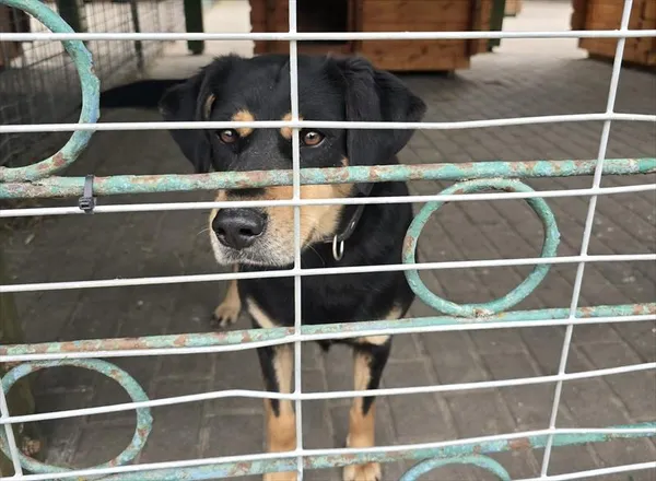 Pies do adopcji, Gorzów Wielkopolski, 10 maja 2026
