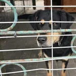Pies do adopcji