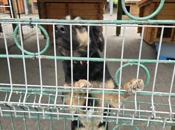 Pies do adopcji, Gorzów Wielkopolski, 10 maja 2026