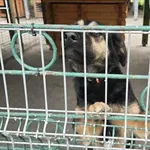 Pies do adopcji