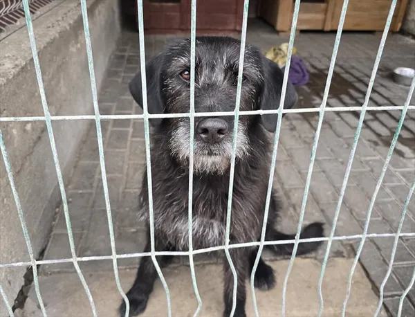 Pies do adopcji, Gorzów Wielkopolski, 8 maja 2026