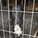Pies do adopcji