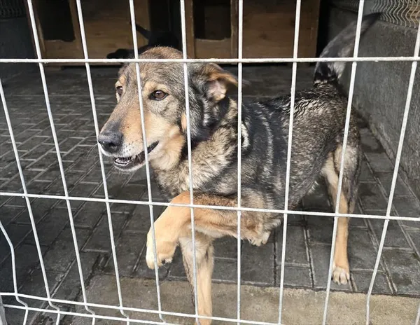 Pies do adopcji, Gorzów Wielkopolski, 8 maja 2026
