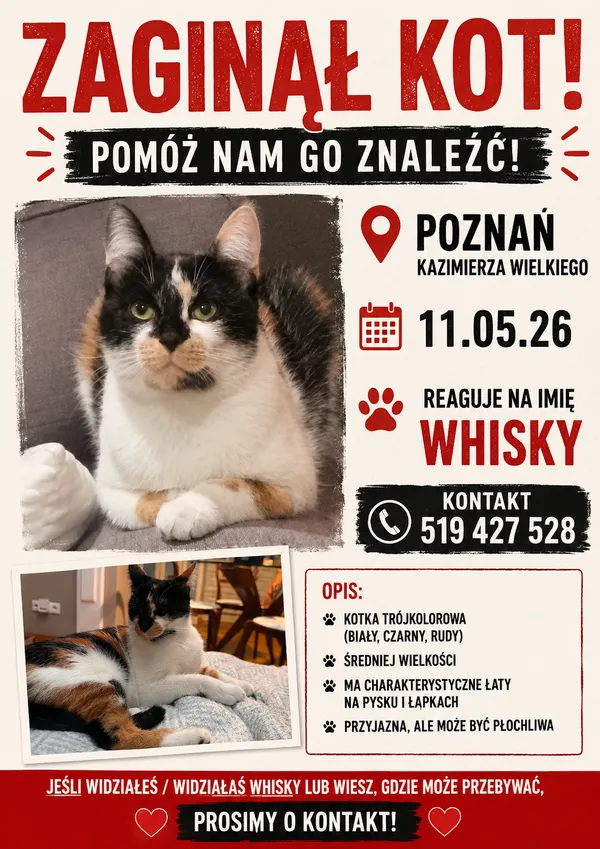 Zaginął kot, Poznań, Stare Miasto, 12 maja 2026