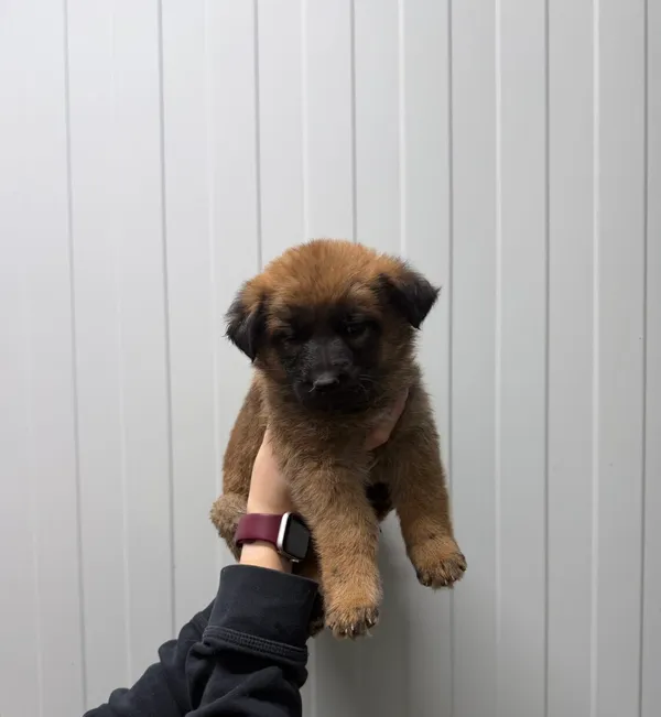 Pies do adopcji, Ciosny, 11 maja 2026