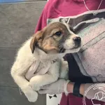 Pies do adopcji