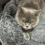 Kot do adopcji
