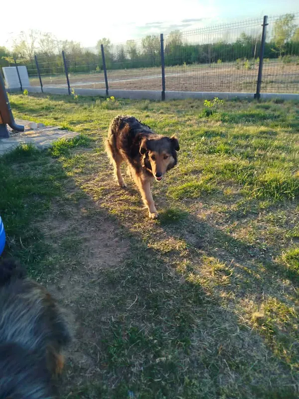 Pies do adopcji, Orzechowce, 12 maja 2026 (1/2)