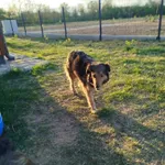 Pies do adopcji