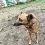 Pies do adopcji