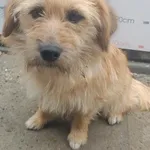Pies do adopcji