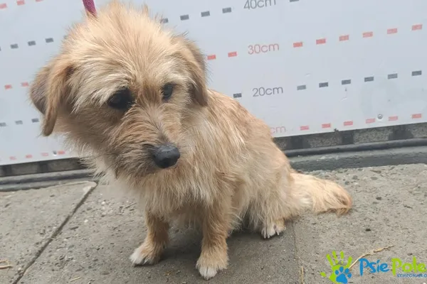 Pies do adopcji, Racławice, 11 maja 2026 (3/3)