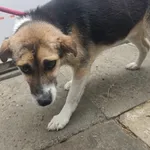 Pies do adopcji