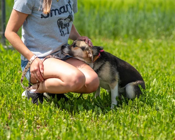 Pies do adopcji, Racławice, 11 maja 2026 (5/5)