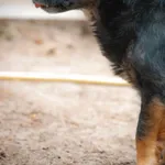 Pies do adopcji
