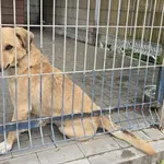 Pies do adopcji