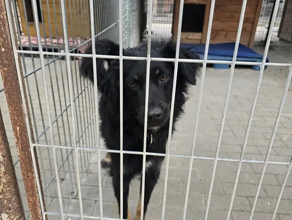 Pies do adopcji, Gorzów Wielkopolski, 12 maja 2026