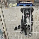 Pies do adopcji