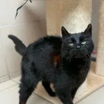 Kot do adopcji