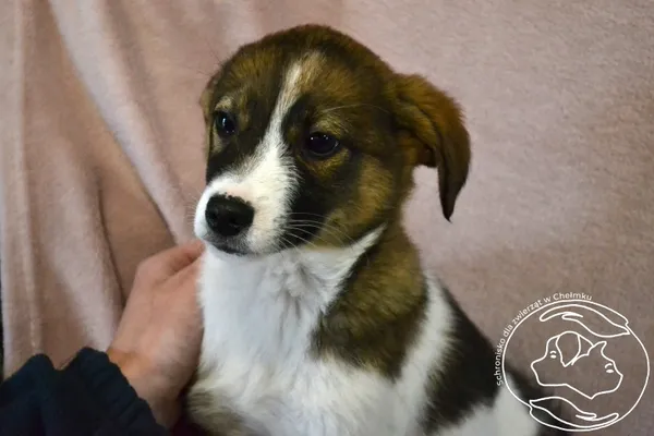 Pies do adopcji, Chełmek, 27 kwietnia 2026