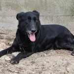 Pies do adopcji