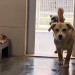 Pies do adopcji