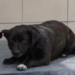 Pies do adopcji