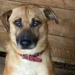 Pies do adopcji