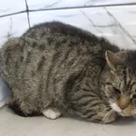 Kot do adopcji