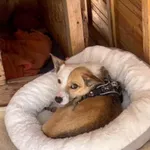Pies do adopcji