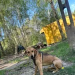 Pies do adopcji