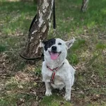 Pies do adopcji
