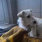 Znaleziono psa