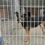 Pies do adopcji