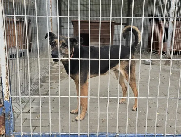 Pies do adopcji, Gorzów Wielkopolski, 15 maja 2026