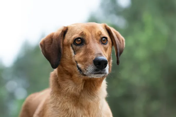 Pies do adopcji, Nowodwór, 15 maja 2026 (2/5)