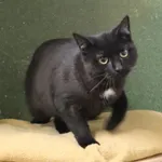 Kot do adopcji